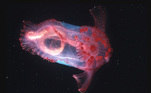 A lentidão é parte do processo de alimentação, uma vez que ele devora plânctons enquanto se movimenta