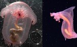 Alguns animais nos surpreendem apenas por existir, e um deles é o pepino-do-mar transparente. Para ser exato, esse animal é do gênero Enypniastes, que habita as profundezas dos oceanos, e chama atenção justamente por ser totalmente translúcido, a ponto de exibir o sistema digestivo enquanto nada