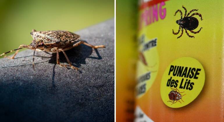 Infestação de percevejos provoca paranoia em Paris