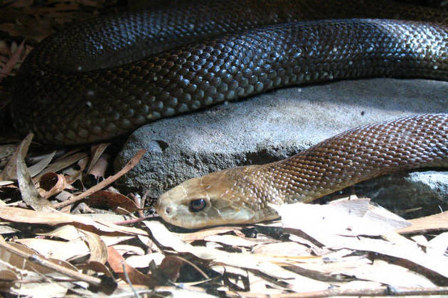 Veja a disputa intrigante entre duas cobras para devorar uma perereca -  CenárioMT