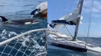 Danger at sea!  A group of seven orcas attack and sink the yacht, leaving the crew despondent – News
