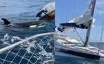 Um grupo de orcas atacou e destruiu completamente um iate na costa de Portugal. O ataque durou cerca de 45 minutos, e os danos fizeram a embarcação afundar, para desespero dos quatro tripulantes