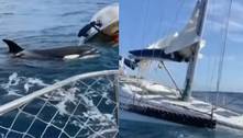 Perigo no mar! Grupo de sete orcas ataca e afunda iate, e deixa tripulação desesperada