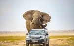 Uma perseguição implacável entre um elefante e um carro foi registrada em um parque africano