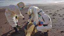Milhares de leões-marinhos morreram no Peru com suspeita de gripe aviária