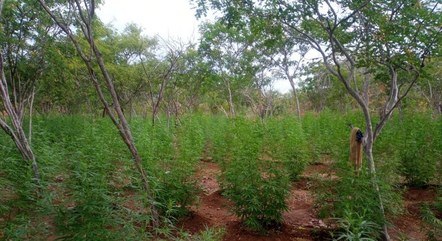 Pés de maconha encontrados em PE