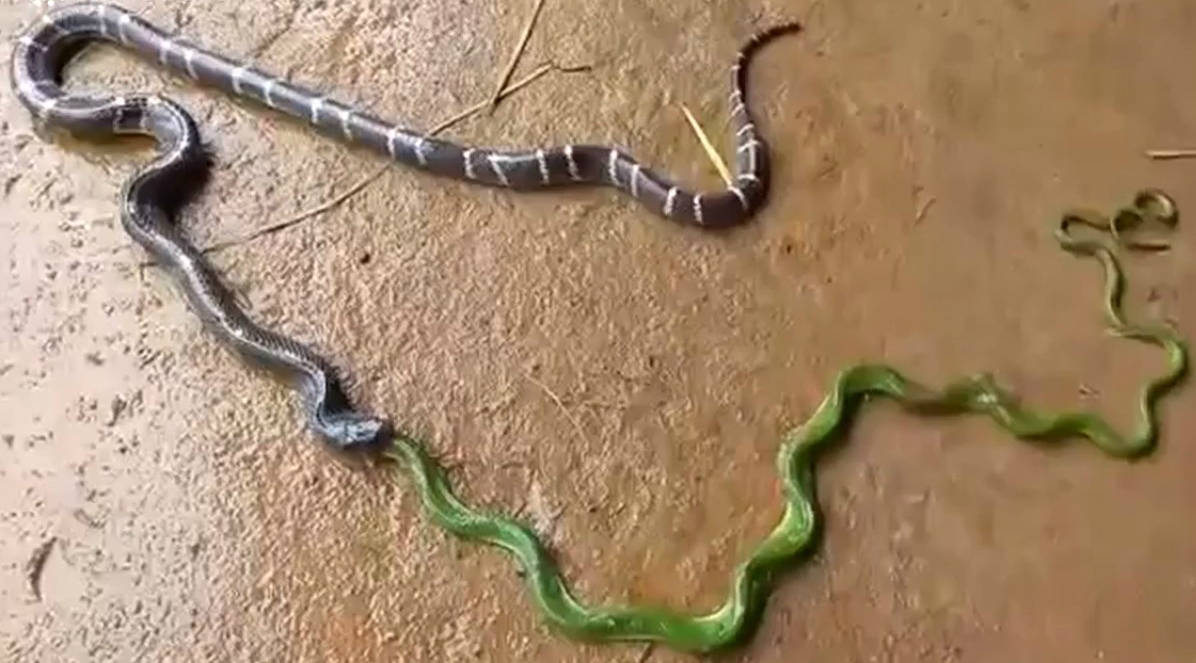 Cobra canibal? Flagra bizarro mostra serpente venenosa devorando