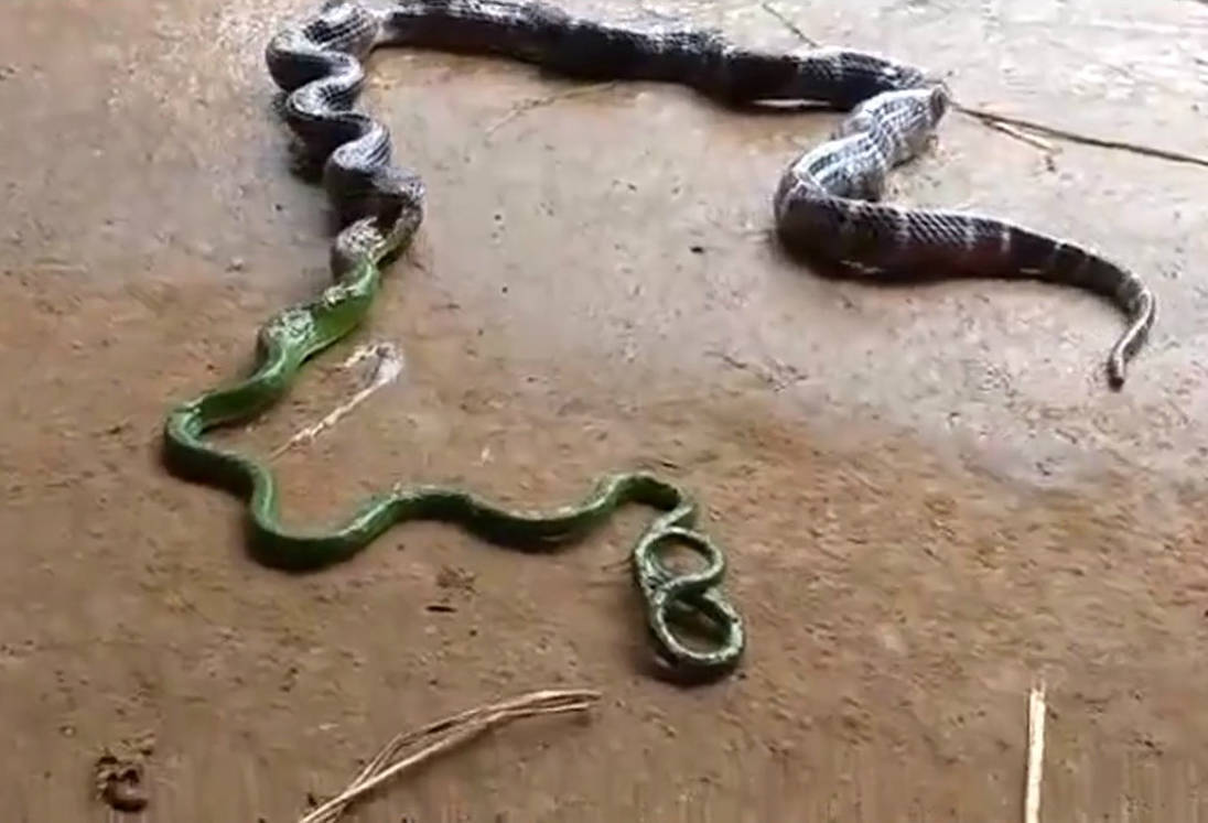 Cobra canibal? Flagra bizarro mostra serpente venenosa devorando