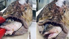 2 em 1! Pescador captura bagre com peixe intacto dentro da boca 