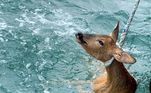 Um pescador se mostrou chocado ao encontrar e resgatar um cervo lutando pela vida cerca 800 metros mar adentro. A pesca bizarra foi registrada na costa de Weymouth, uma cidade do sul de do Reino Unido