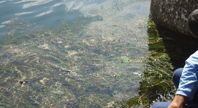 Pesca e navegação foram afetados com a quantidade de plantas no rio São Francisco