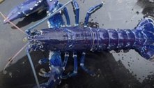 Uma em dois milhões! Pescador fisga lagosta raríssima e 'muito azul'
