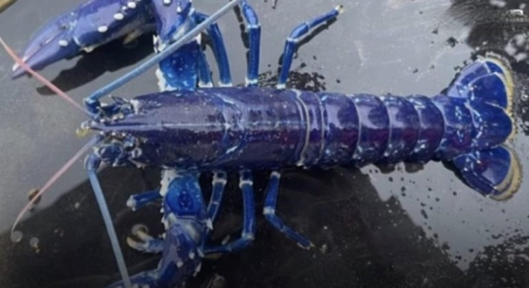 Pescador irlandês fisgou lagosta raríssima e 'muito azul'