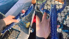 Pescador fisga rara lagosta azul e comemora: 'Uma em dois milhões'