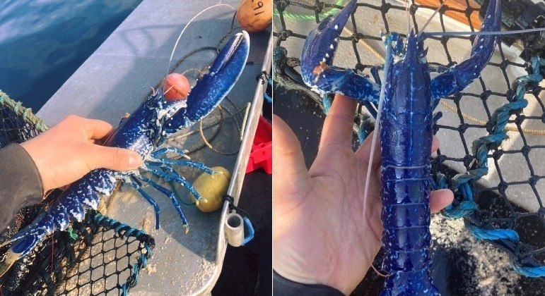 Lagosta azul raríssima foi fisgada por pescador na costa da Cornualha, sudoeste da Inglaterra