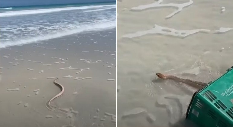 Serpente marinha foi resgatada em praia australiana com a ajuda de cesta de supermercado