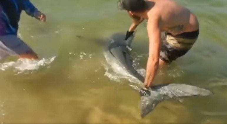 Pescadores pegaram tubarão-branco nos braços para devolvê-lo ao mar, em praia australiana