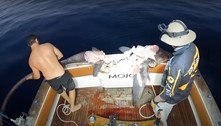 Pescadores retiraram tubarão devorado do mar: 'Comido por algo enorme' 