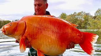 Un pescador tarda 25 minutos en pescar un pez dorado gigante de 30 kg – Noticias