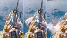 Vídeo: tubarão-tigre gigantesco ataca e dá uma dentada em caiaque de pescador