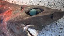 Das profundezas: pescador encontra criatura bizarra morta com olhos esbugalhados