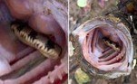 O pescador Dan Boudrie teve uma baita surpresa ao checar a boca de um peixe recém-fisgado: dentro do animal havia uma cobra. E ainda por cima, viva!
