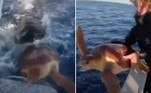 Uma dupla de pescadores conseguiu salvar uma tartaruga-marinha após ela ter sido abocanhada por um tubarão-tigre