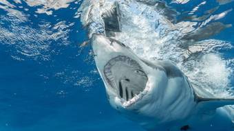 Gran tiburón blanco muerde la cabeza de un pescador en un raro ataque en México – Noticias