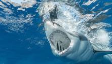 Tubarão-branco arranca cabeça de pescador em raro ataque no México