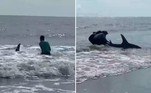 Um tubarão precisou ser socorrido por banhistas após ter sido fisgado por um pescador em uma praia de Caswell Beach, nos EUA