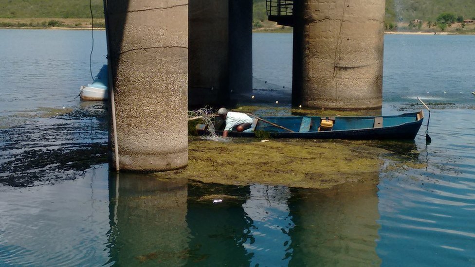 Resultado de imagem para Plantas aquáticas ameaçam o Rio São Francisco