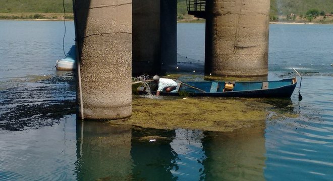 Pescadores da região foram chamados para retirar plantas do rio
