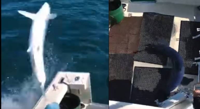 O tubarão saltou na água e caiu dentro do barco
