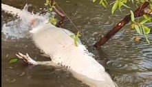 Impressionante! Pescadores flagram jacaré sendo devorado por piranhas em rio; assista