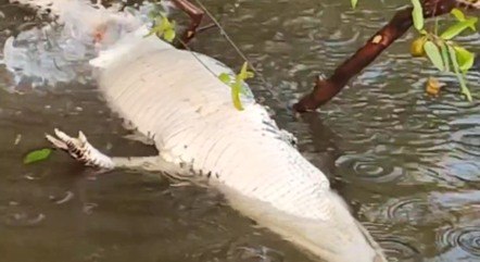 Pescadores flagram jacaré sendo devorado por piranhas em rio