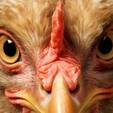 Pesquisadores treinam IA para identificar como as galinhas se sentem (Freepik)