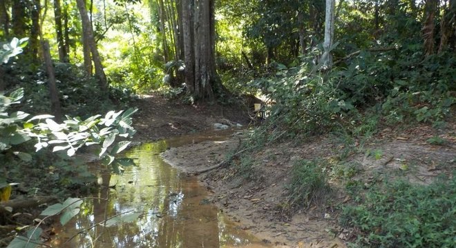 Pesquisadores analisaram peixes em 12 locais nas bacias do rio Guamá e do Acará-Capim, no Pará
