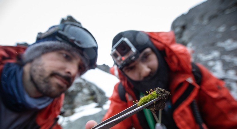 Matéria-prima para medicamentos contra o câncer pode estar em musgos super-resistentes da Antártica
