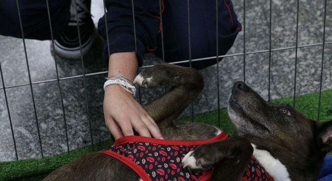 Se gosta de pets e tem um espaço em casa, serviços de passeador e hospedagem são opções