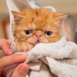 Gatos também precisam tomar banho