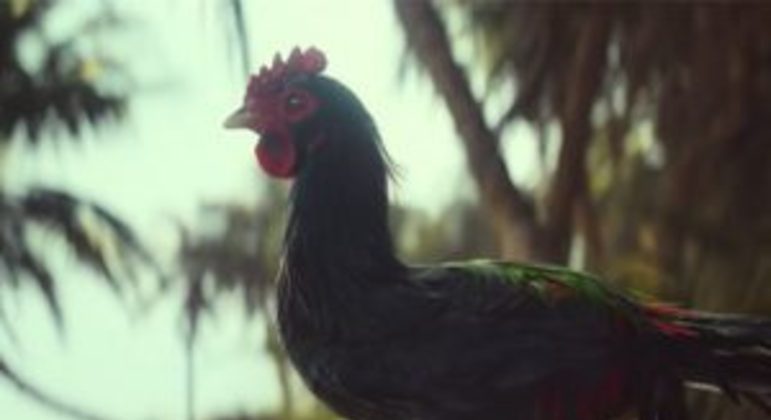 PETA pede remoção da rinha de galo em Far Cry 6