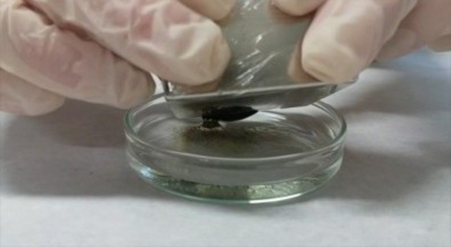 Testes de laboratório removeram petróleo bruto com mais de 80% de eficácia