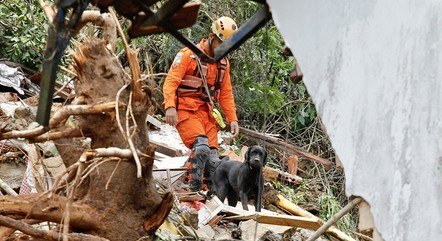 Cães ajudam bombeiros nas buscas  por vítimas