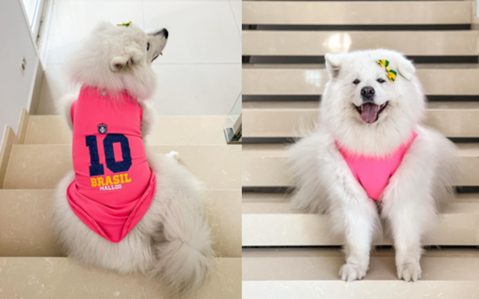 Dona de uma elegância impecável, Bella (@bella.samoieda) uma cadela da raça samoieda, encanta os internautas com simpatia. Para a Copa, sua tutora Karen Fujiwara investiu em uma roupinha cor-de-rosa com o número 10 e um lacinho com as cores do Brasil