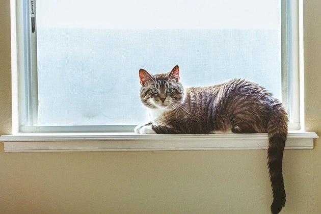 5. Tela de proteção: assim como as crianças, os pets estão sujeitos aos riscos de cair de janelas e sacadas de apartamentos. As telas de segurança, principalmente para quem tem gato, é um equipamento fundamental para evitar acidentes