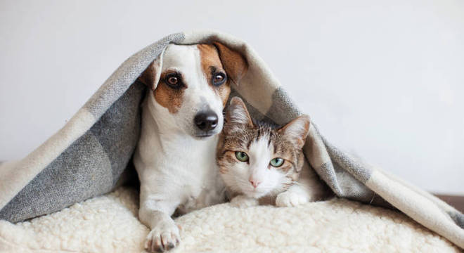 Pets e decoração: saiba como adaptar sua casa para o conforto dos animais