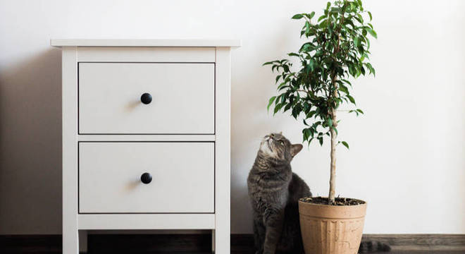 Pets e decoração: saiba como adaptar sua casa para o conforto dos animais