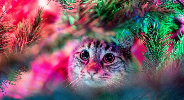 Gatos têm habilidade para escalar lugares altos e enfeites podem ser uma tentação