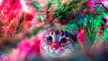 SOS Árvore de Natal: saiba o que fazer para o seu gato não destruir a decoração