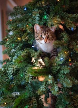 Gatos adoram se aconchegar na árvores